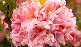 Blooming Sunset Pink Azalea shrub