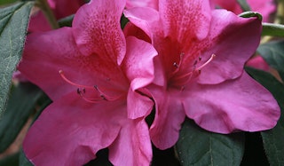 Blooming Bloom-A-Thon Lavender Azalea shrub