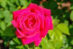 Bright pink Chrysler Imperial hybrid tea rose in garden