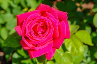 Chrysler Imperial Rose Bright pink Chrysler Imperial hybrid tea rose in garden