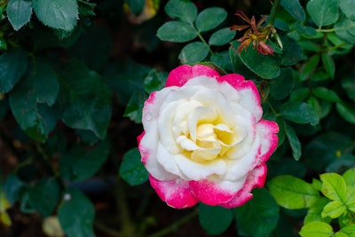 Double Delight Hybrid Tea Rose Bush