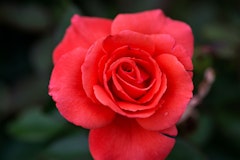 Close up of red Mr. Lincoln hybrid tea rose