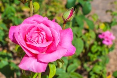 Pink Perfume Delight hybrid tea rose bush