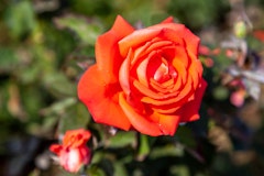 Close up of coral-orange Tropicana hybrid tea rose in garden