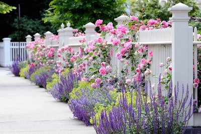 Pink roses growing against a white fence near alternating bright green plants and lavendar