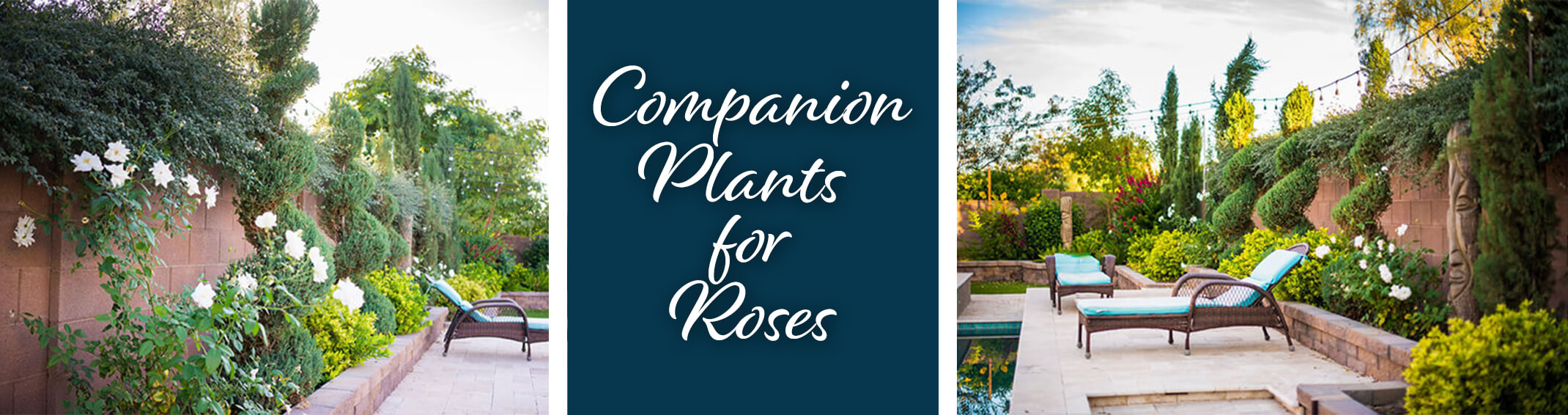 A collage with a pictures on the left and right of a garden with roses, chaise lounge chairs and other plants near a pool, with a dark turquoise blue box between the imiages and the text "Companion Plants for Roses" written on it in white