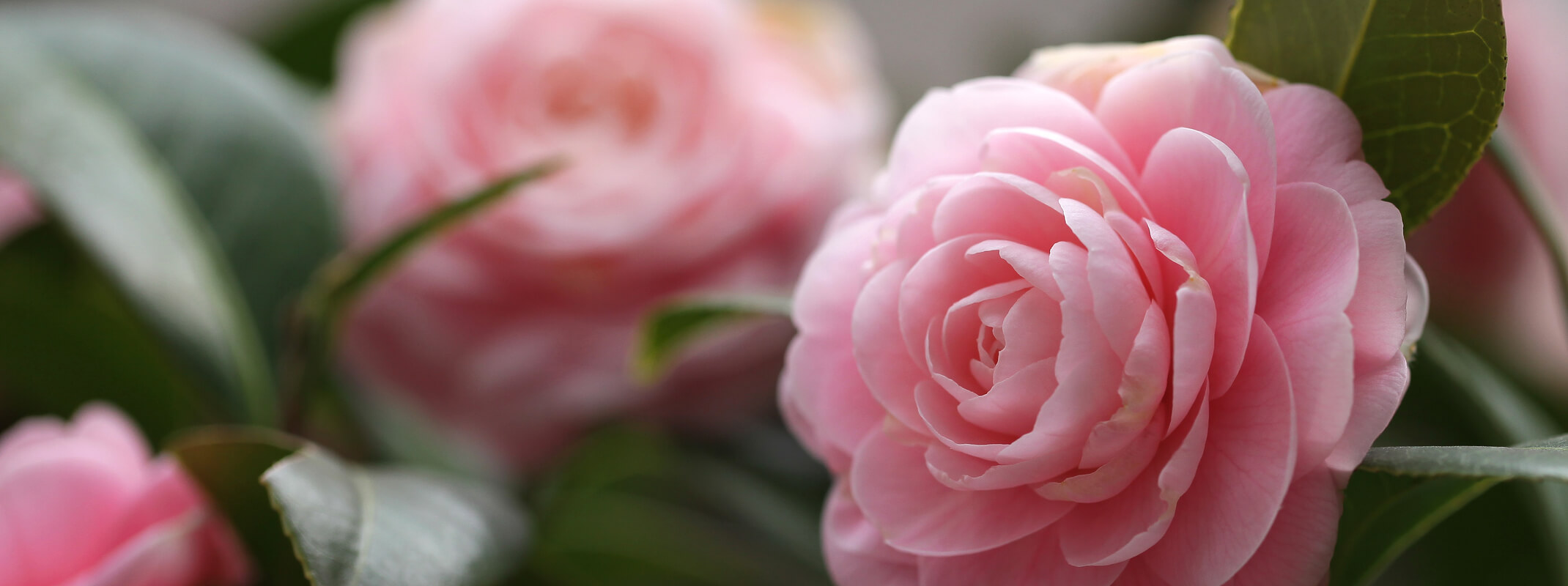 Blooming pink Pearl Maxwell Camellia shrub