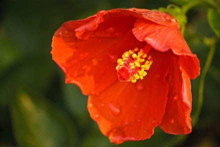 Brilliant aka San Diego Red Hibiscus flower closeup