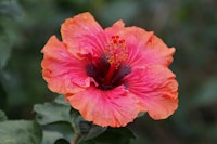 Closeup of Erin Rachael Hibscus flower in garden