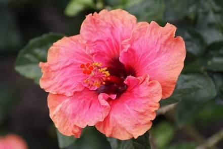Closeup of pink and orange Erin Rachael hibiscus flower in garden