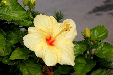 Closeup of yellow Hula Girl hibiscus bloom on bush