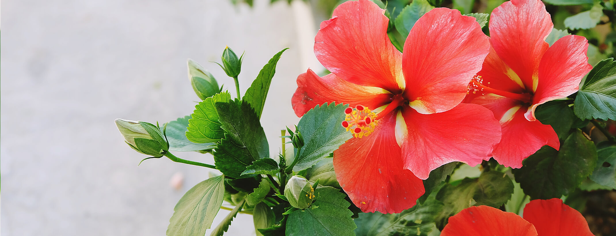 Closeup of Red Hibiscus flowers in bloom on bush (right) with grey background (left)