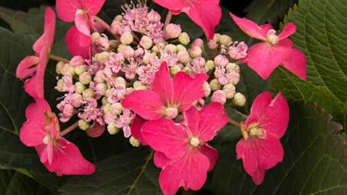 Blooming Seaside Serenade Cape May Hydrangea