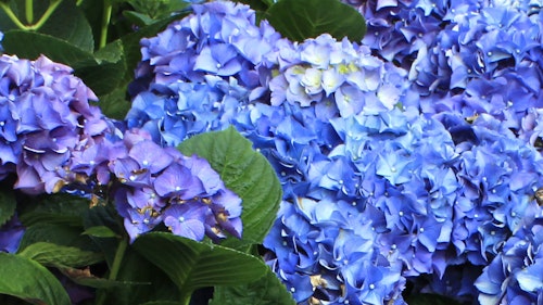 Blooming Seaside Serenade Cape Cod Hydrangea