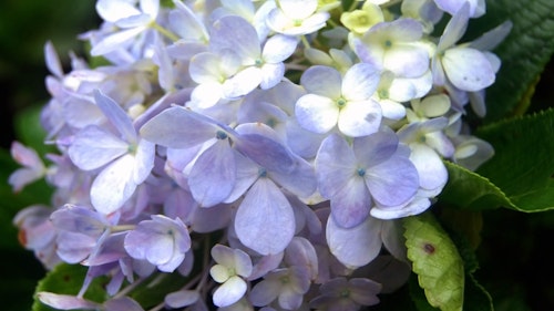 Blooming Blue Enchantress Hydrangea