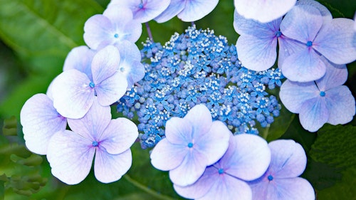 Blooming Tiny Tuff Stuff Hydrangea