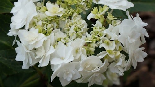 Blooming Double Delights Wedding Gown Hydrangea