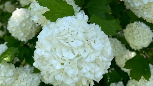 Blooming White Bigleaf Hydrangea