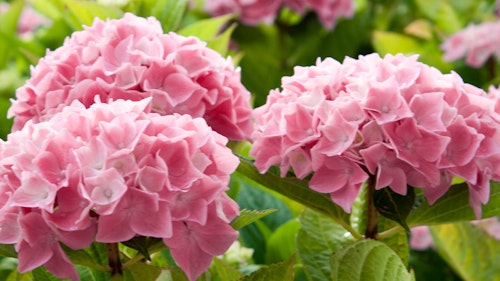 Blooming Seaside Serenade Hamptons Hydrangea