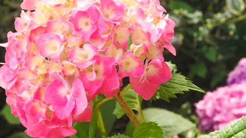 Blooming Pink 'N Pretty Hydrangea