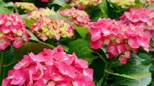 blooming endless summer pink hydrangea