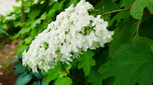 Blooming Snow Queen Oakleaf Hydrangea