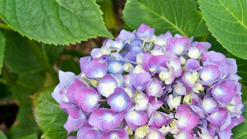 Blooming Enziandom Hydrangea