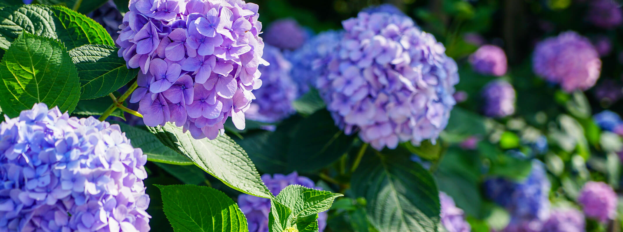 Blooming blue and purple pink hydrangea shrubs