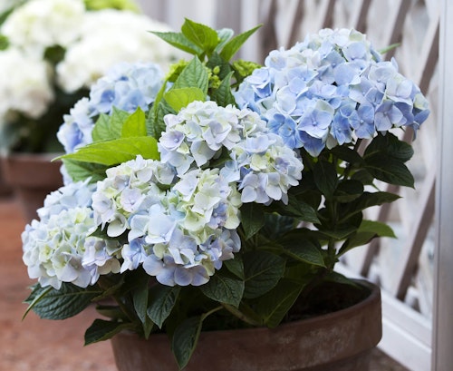 Light blue blooming hydrangea in terra cotta pot sitting in front of white lattice