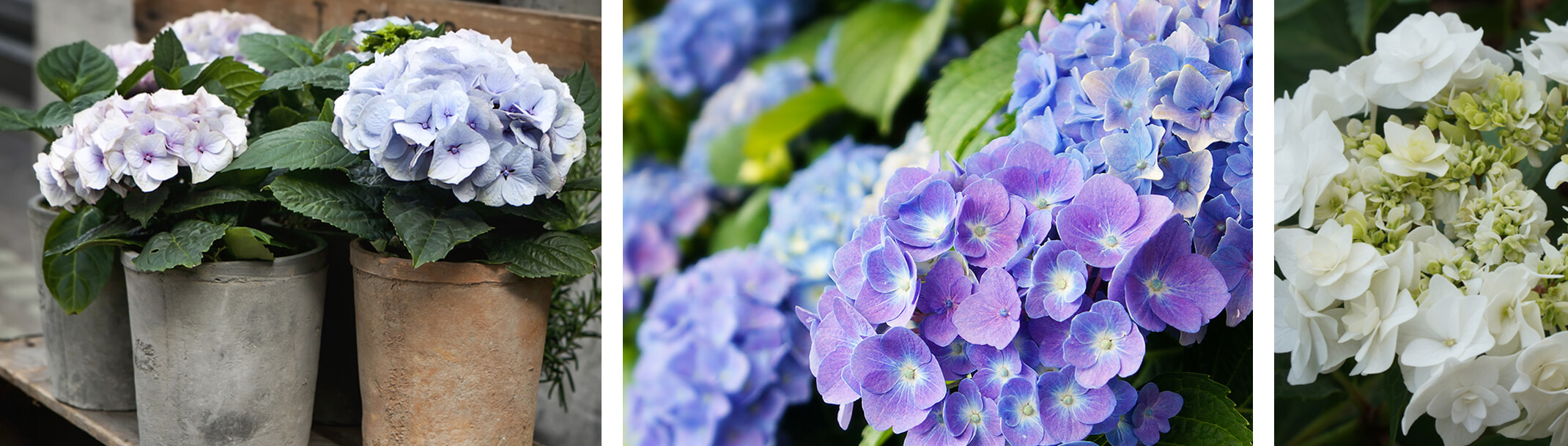 3 images - the first is light purple hydrangeas in cement containers on wooden bench, second image is close up of purple-blue hydrangea shrub, third image white wedding hydrangea