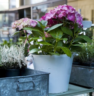 Dark purplish pink blooming hydrangea in white metal container sitting on shelf in the midst of other plants