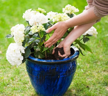Woman adding soil to a white hydrangea planted in a blue porcelain pot