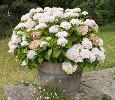 White blooming hydrangreas in wooden container garden sitting on stone  pad