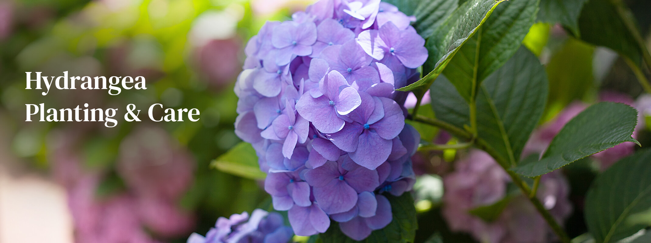 Blooming Purple Hydrangea stating: 