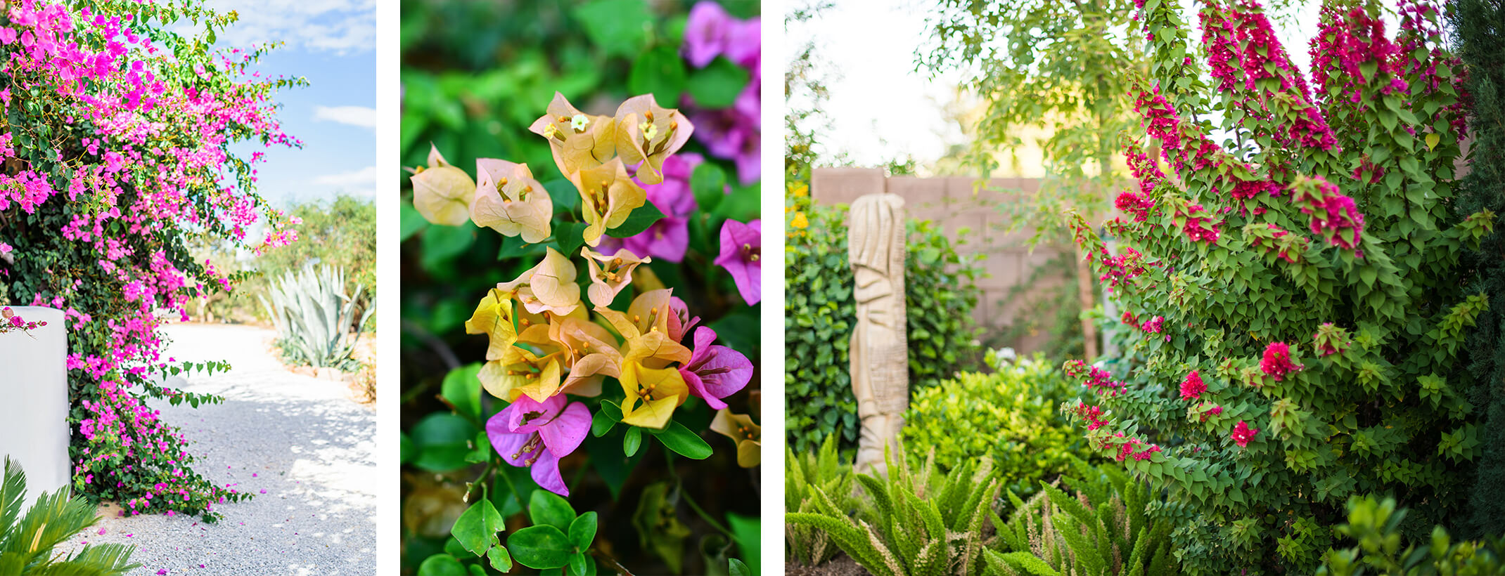 3 images - pink bougainvillea growing on path near white stucco wall and agave, closeup of purple and yellow bougainvillea, and a lush desert yard that includes a statue and pink bougainvillea shrub