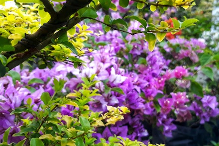 Purple Bouggainvillea growing near a green shrub under a tree