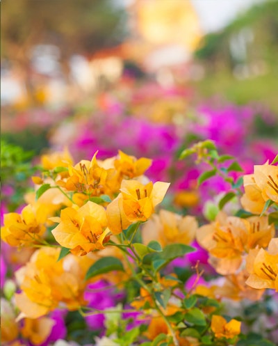 Closeup of Golden Bougainvillea with pink bougainvillea blurred in background