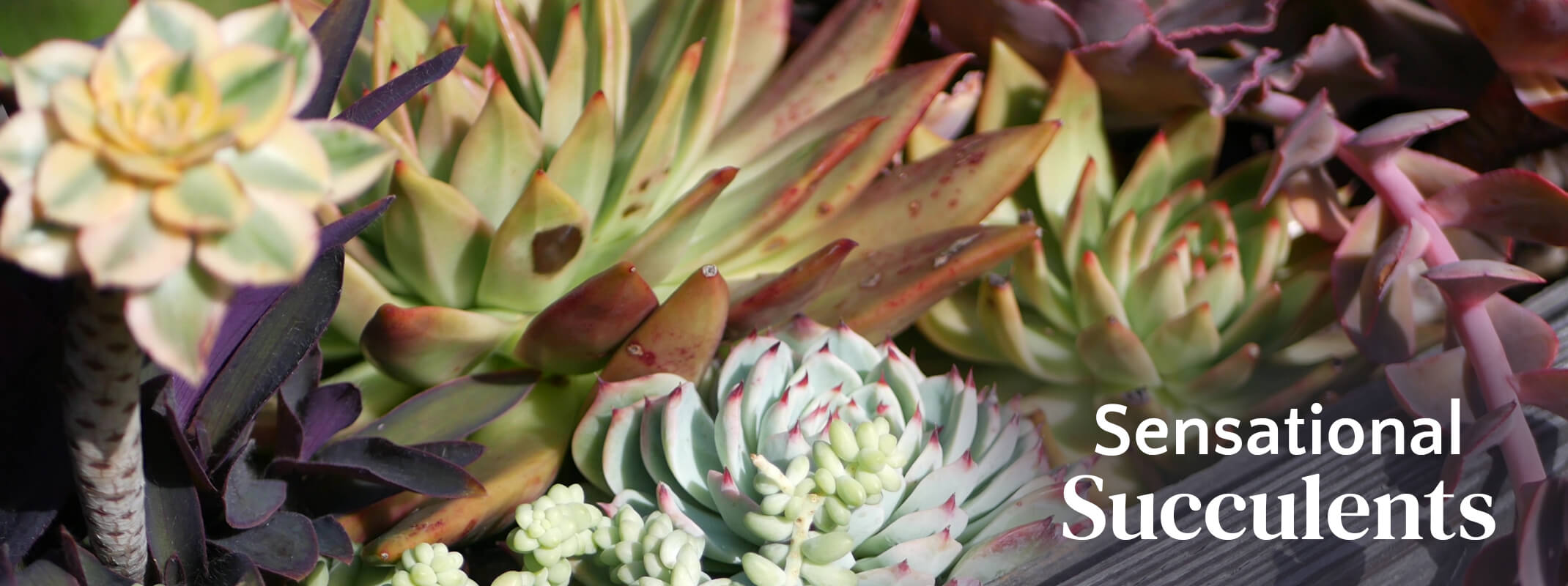 Assortment of colorful succulents in a wooden box with the words: Sensational Succulents