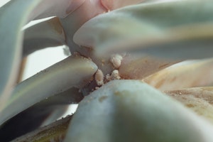 Closeup of an echeveria succulent infested with mealybug insects