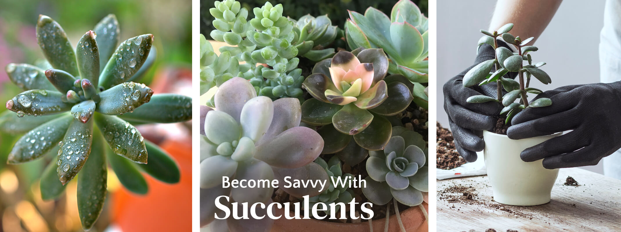 Become Savvy With Succulents Three images of succulents, the first witha closeup on a succulent with water droplets