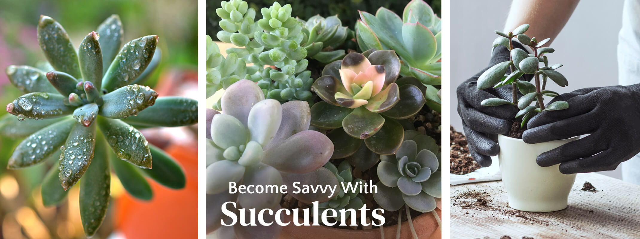 Three images of succulents, the first witha closeup on a succulent with water droplets