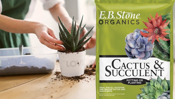 Bag of E.B. Stone Organics Cactus & Succulent Potting or Planting Soil and in the background a woman potting up an aloe vera plant in a white pot with the word love on it