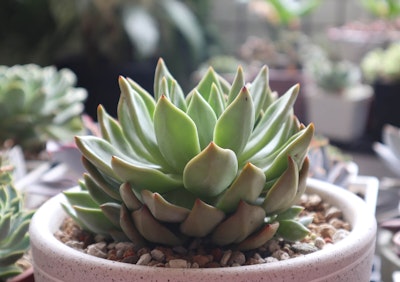 Single succulent in a spotted  pot with decorative rocks surrounded by other succulents in the background blurred