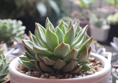 Single succulent in a spotted  pot with decorative rocks surrounded by other succulents in the background blurred