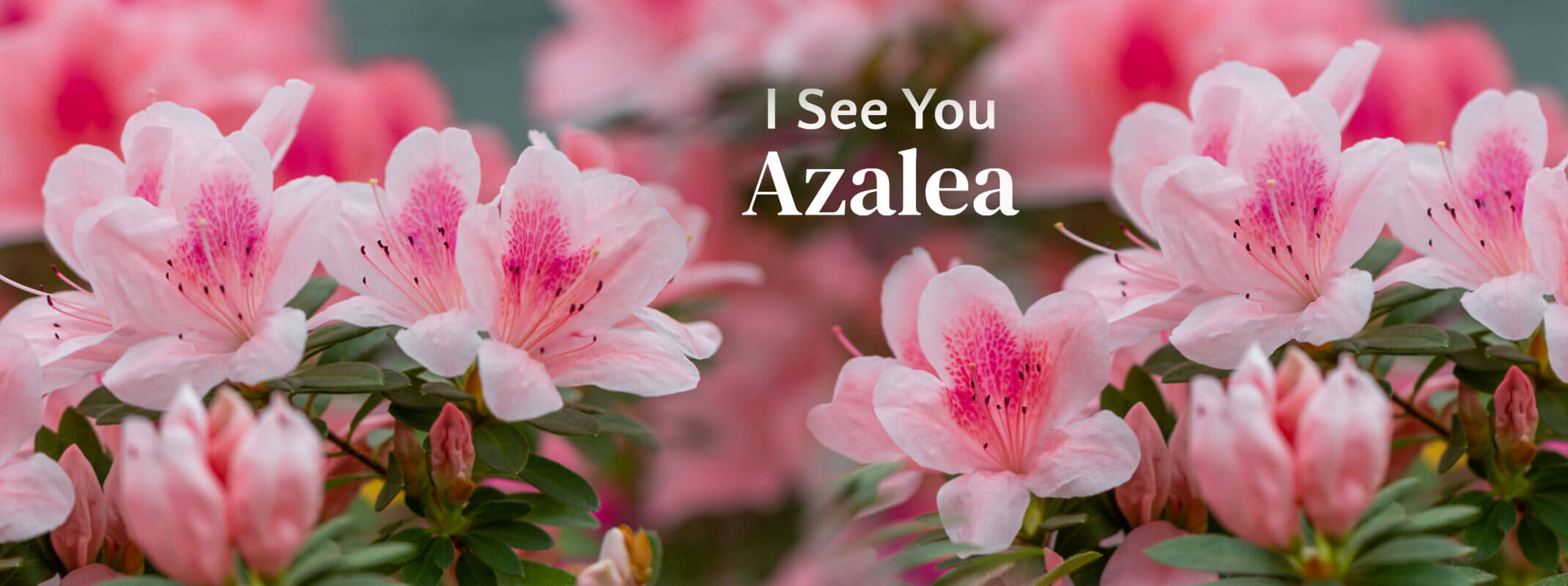Blooming pink azaleas