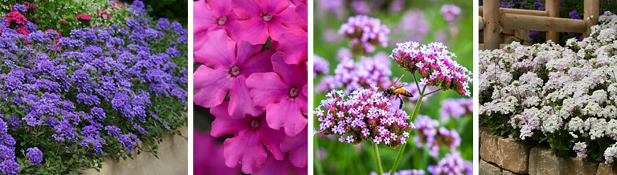 4 different images of verbena - purple, pink, light pink and white with a slight pink hue