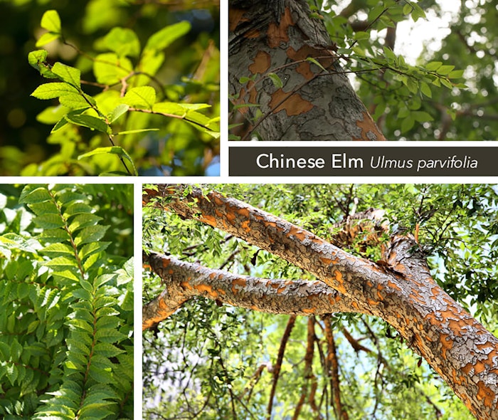 Collage of Elm Shade Trees with the words Chinese Elm Ulmus parvifolia on the image 