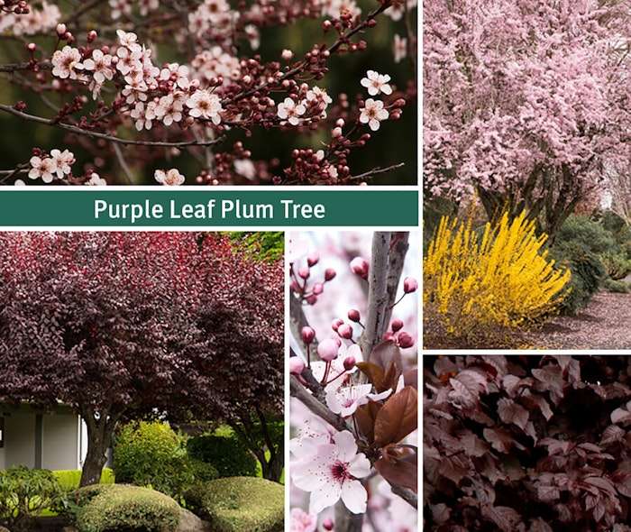 Collage of Purple Leaf Plum Shade Tree with the words Purple Leaf Plum Tree on the image