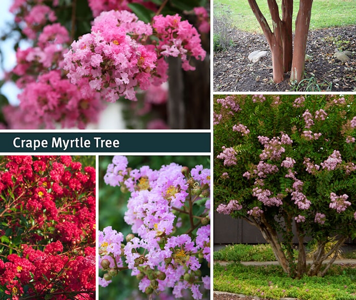 Collage of Crape Myrtle Trees with the words Crape Myrtle Tree on the image