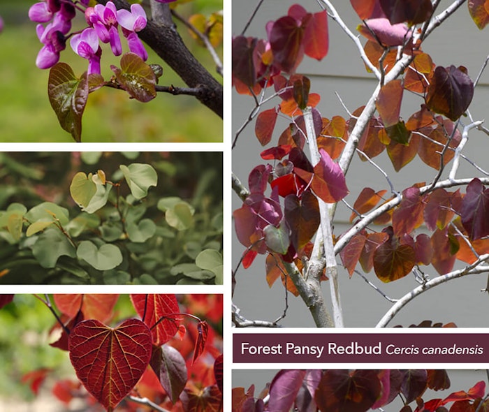 Collage of Forest Pansy Redbud shade tree with the words Forest Pansy Redbud Cercis canadensis on the image